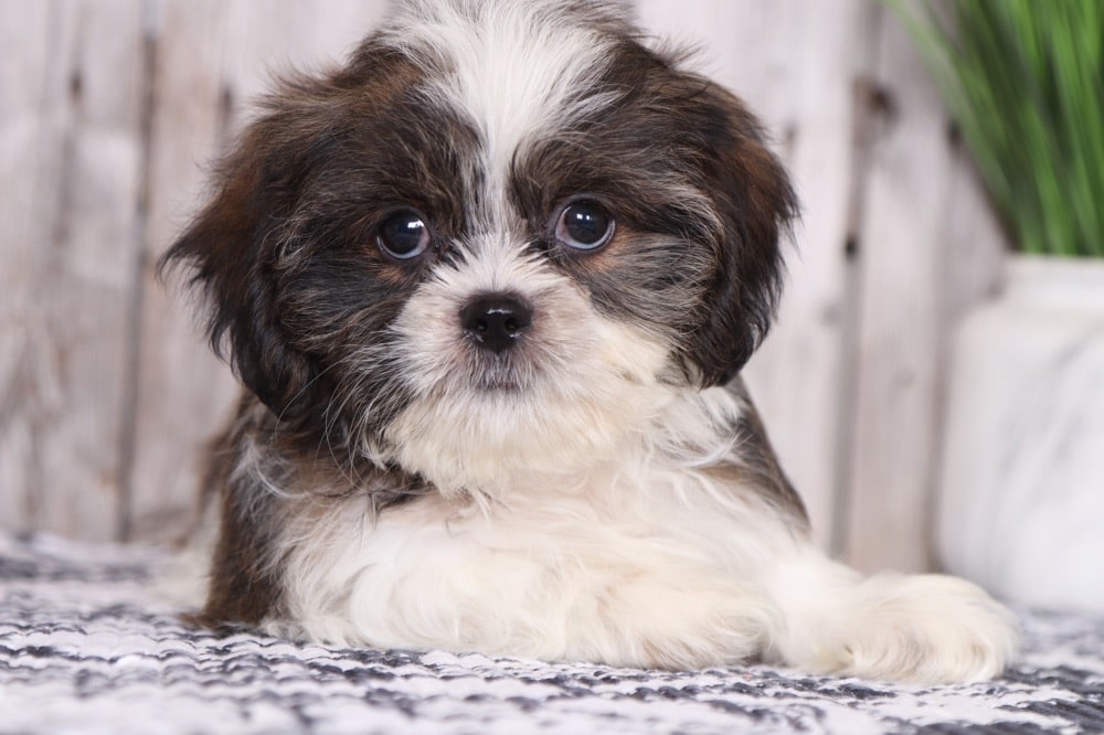 GORGEOUS Weshi/Shih Tzu puppy for sale | Netherlands