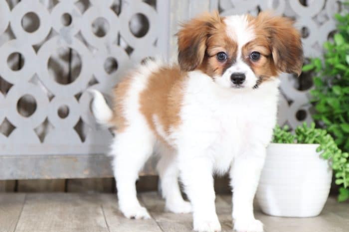 Watson - Friendly Papillon Puppy