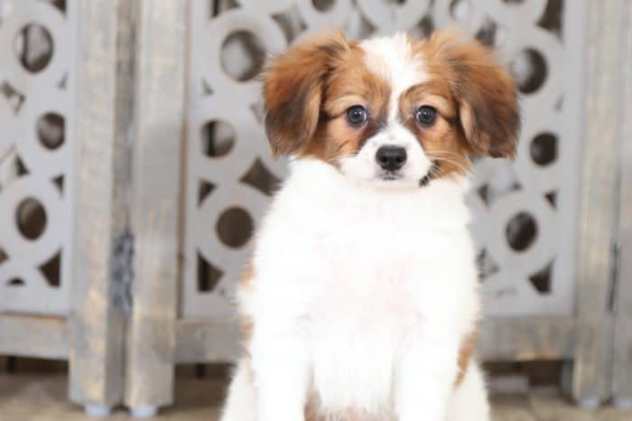 Watson - Friendly Papillon Puppy - Image 2