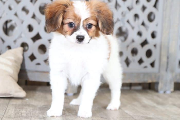 Watson - Friendly Papillon Puppy - Image 3