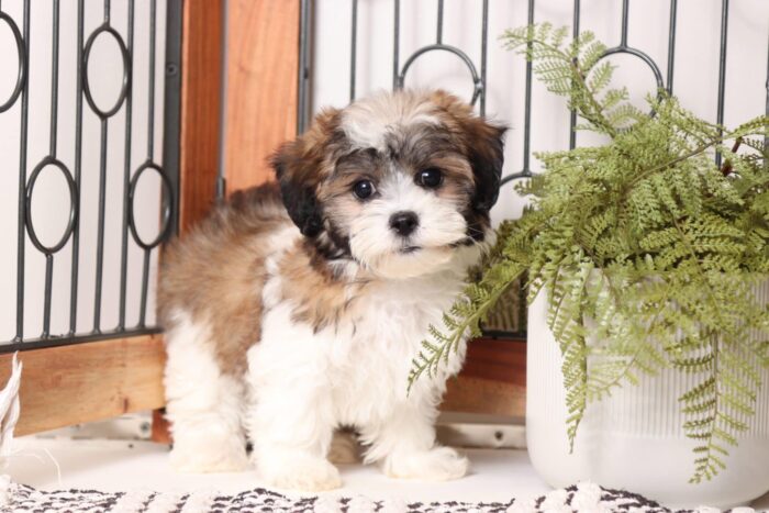 Will - Great Male Teddy Bear Puppy - Image 3