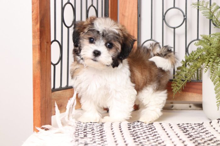 Will - Great Male Teddy Bear Puppy - Image 4