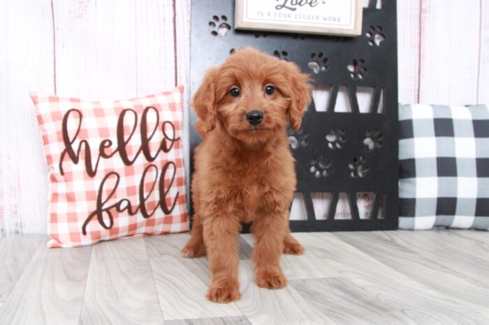 Willow - Intelligent Mini Female Goldendoodle Puppy