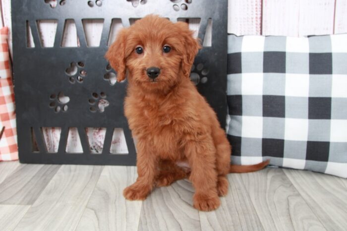 Willow - Intelligent Mini Female Goldendoodle Puppy - Image 2