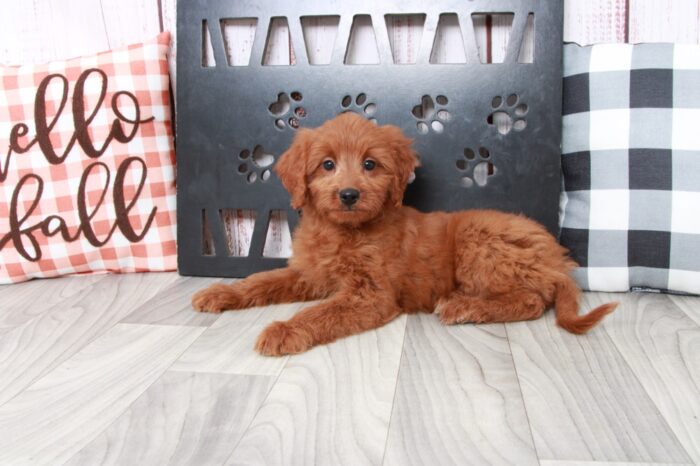 Willow - Intelligent Mini Female Goldendoodle Puppy - Image 5