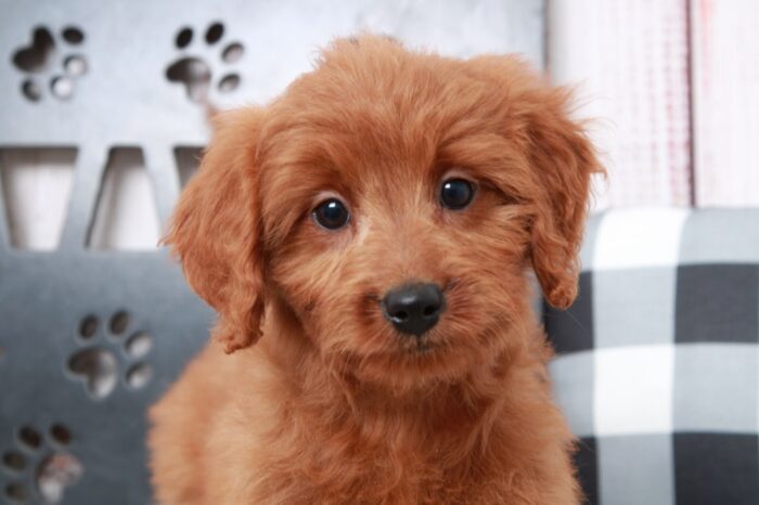 Willow - Intelligent Mini Female Goldendoodle Puppy - Image 4