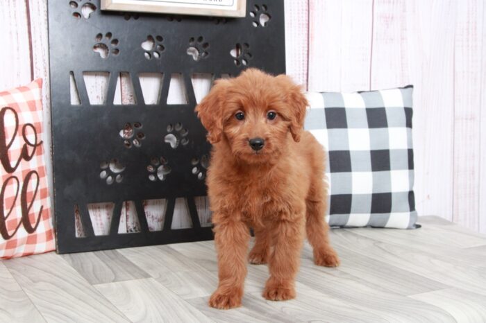 Willow - Intelligent Mini Female Goldendoodle Puppy - Image 3