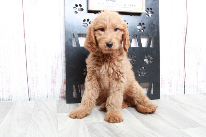 Winnie - Loving Tan Female Goldendoodle Puppy - Image 5