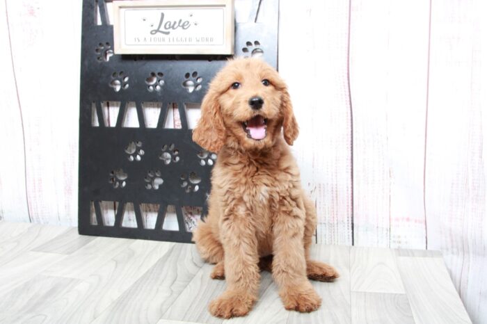 Winnie - Loving Tan Female Goldendoodle Puppy