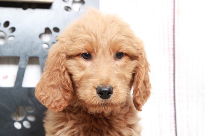 Winnie - Loving Tan Female Goldendoodle Puppy - Image 4