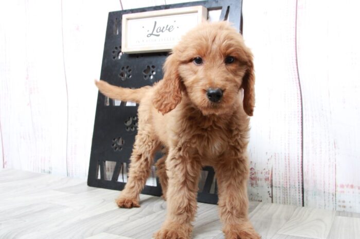 Winnie - Loving Tan Female Goldendoodle Puppy - Image 2