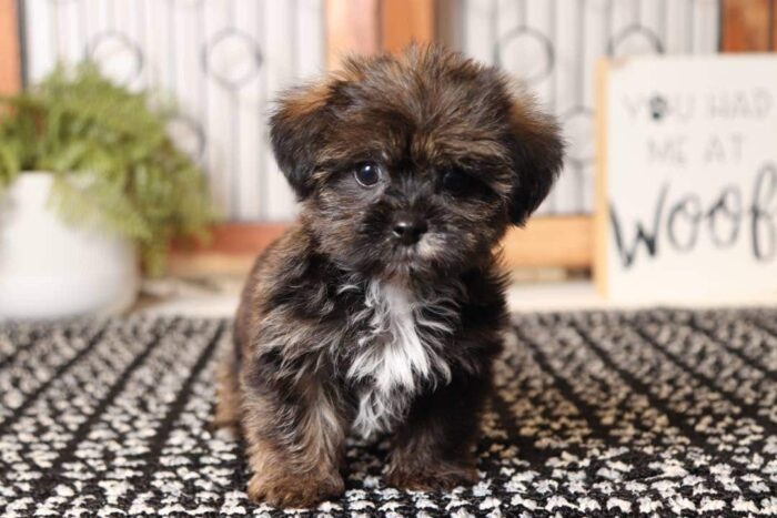 Winston - Amazing Male Shorkie Puppy