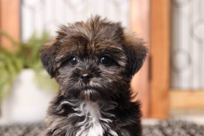 Winston - Amazing Male Shorkie Puppy - Image 2