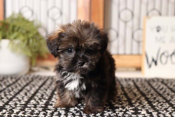 Winston - Amazing Male Shorkie Puppy - Image 3