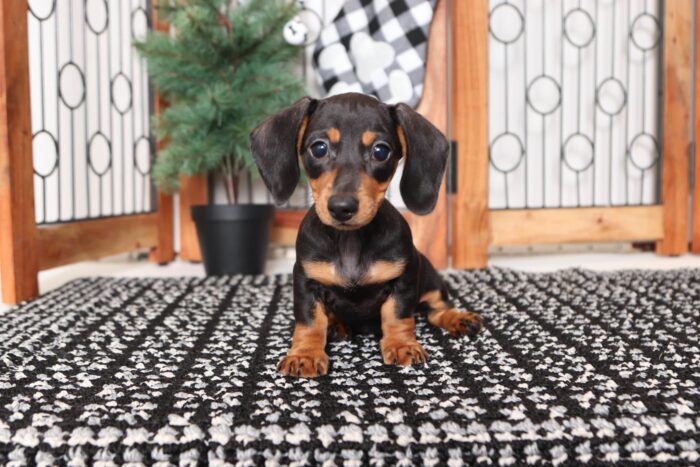 Wonder- Silly Little Female ACA Dachshund Puppy