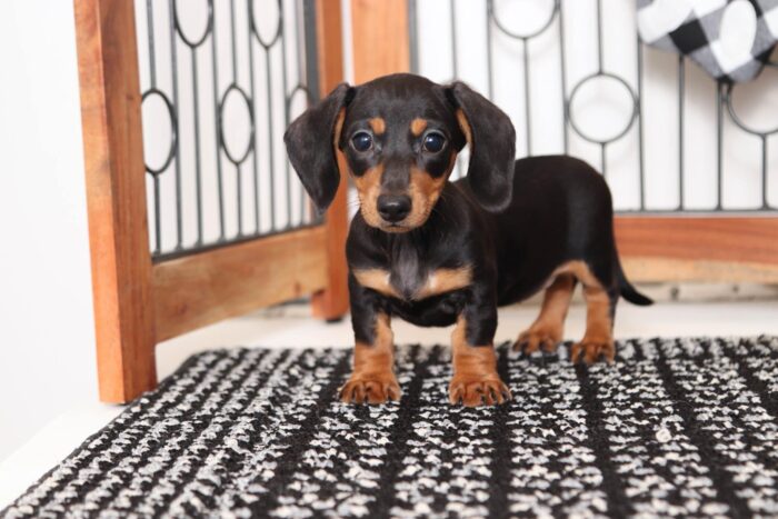 Wonder- Silly Little Female ACA Dachshund Puppy - Image 2