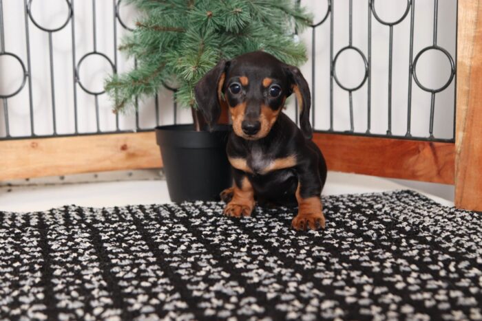 Wonder- Silly Little Female ACA Dachshund Puppy - Image 3