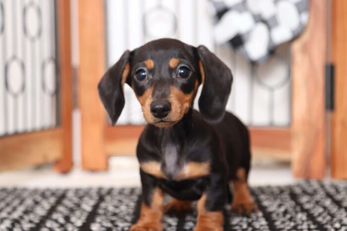 Wonder- Silly Little Female ACA Dachshund Puppy - Image 4