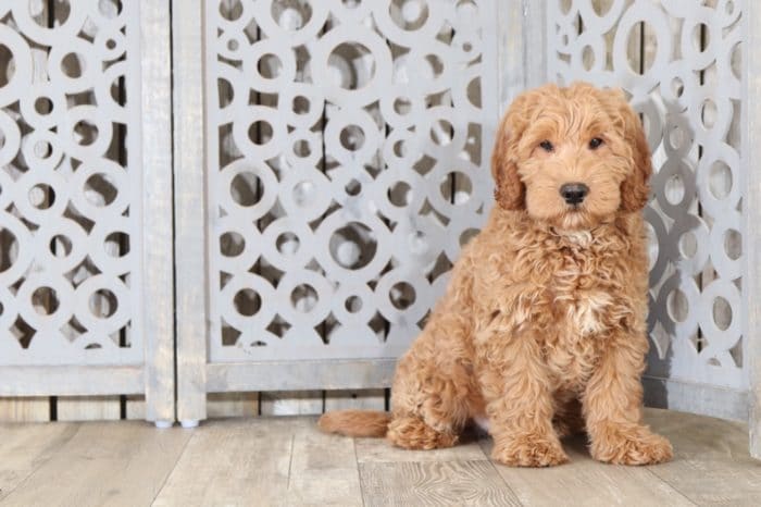 Yoda - Fun, Mini, Goldendoodle Puppy