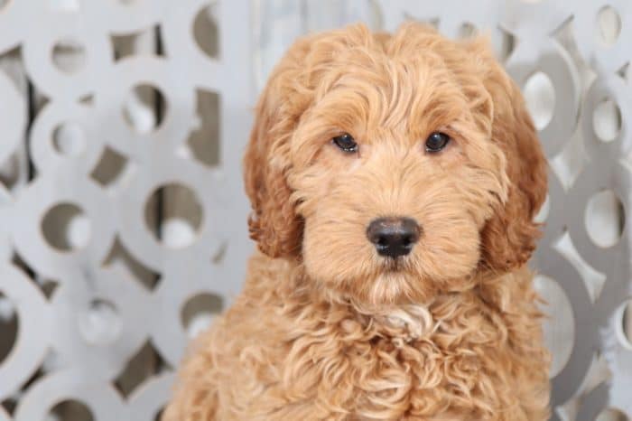 Yoda - Fun, Mini, Goldendoodle Puppy - Image 3