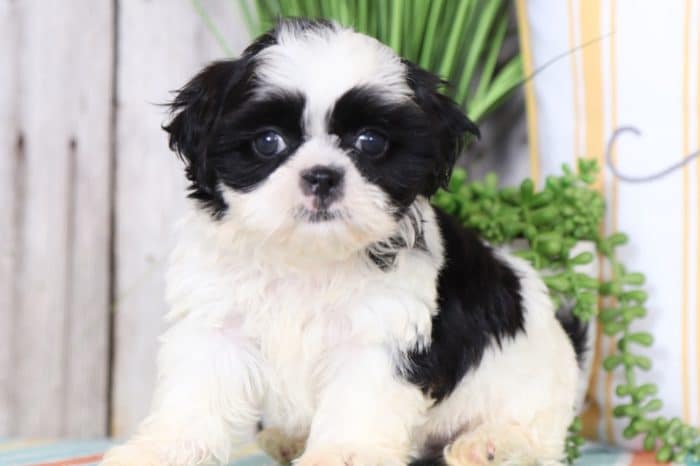 Zane - Cuddly Imperial Shih Tzu