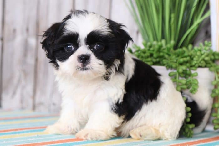 Zane - Cuddly Imperial Shih Tzu - Image 2