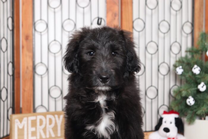 Zara- Lovely Black and White Female Collie-Poo Puppy - Image 2