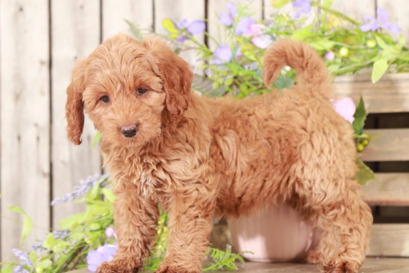 Zara - Playful Mini Goldendoodle - Puppies Online