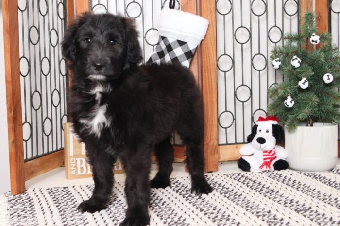 Zara- Lovely Black and White Female Collie-Poo Puppy - Image 3