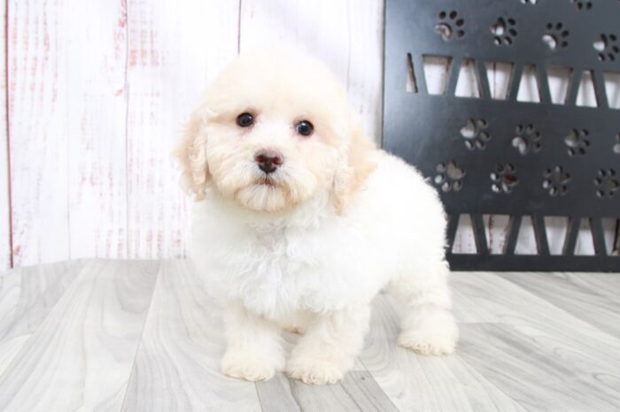 Zen - Perfect ACA Male Poodle Puppy