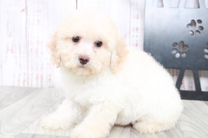 Zen - Perfect ACA Male Poodle Puppy - Image 2