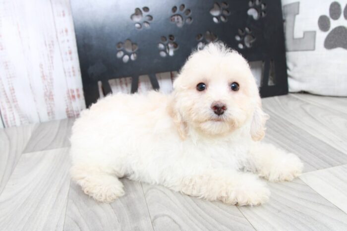 Zen - Perfect ACA Male Poodle Puppy - Image 5