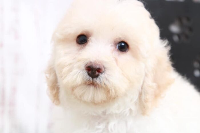 Zen - Perfect ACA Male Poodle Puppy - Image 4