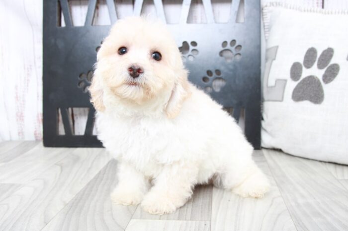 Zen - Perfect ACA Male Poodle Puppy - Image 3