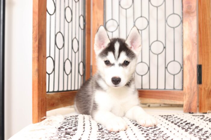 Ziggy  - Awesome Little Male Pomsky Puppy