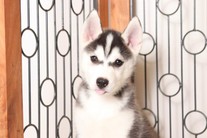 Ziggy  - Awesome Little Male Pomsky Puppy - Image 2