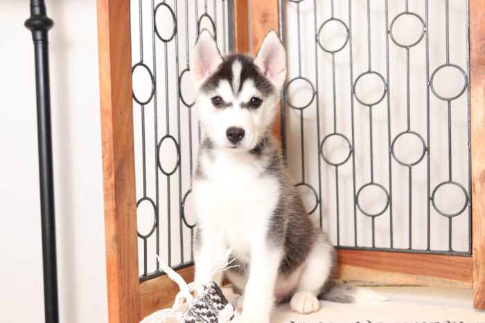 Ziggy  - Awesome Little Male Pomsky Puppy - Image 3