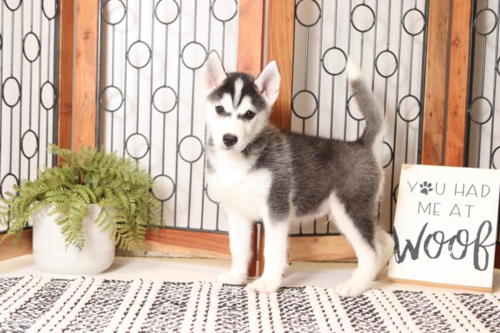 Ziggy  - Awesome Little Male Pomsky Puppy - Image 4