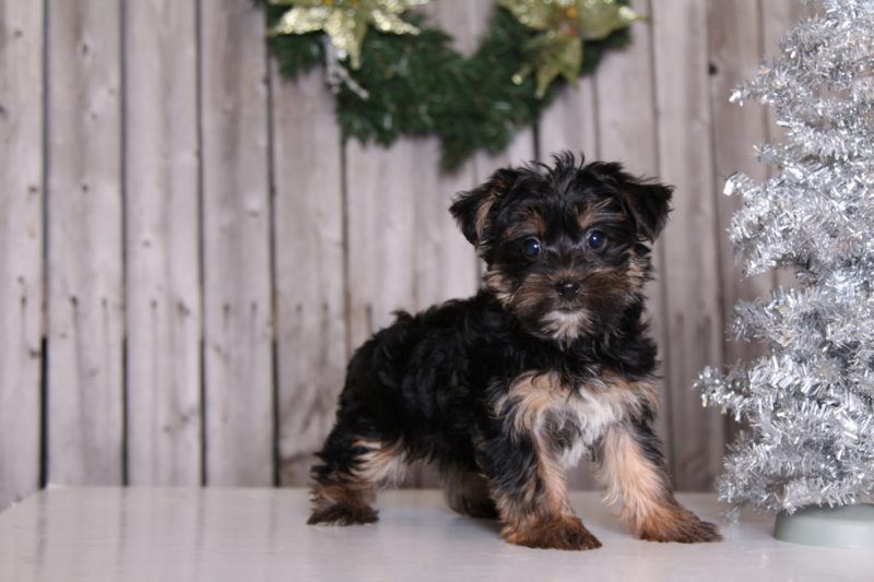 Puppies for Sale in Ohio and Nationwide | Puppies Online